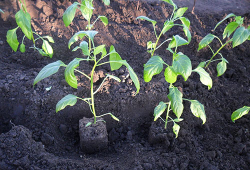 Planting pepper seedlings in the ground