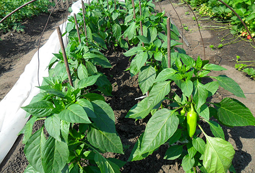 Greenhouse peppers