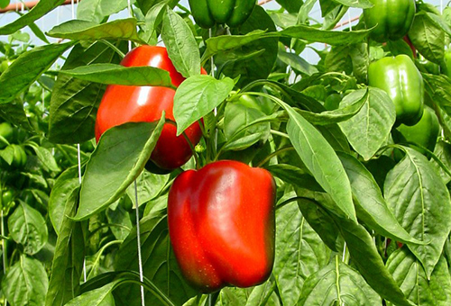 Ripening bell peppers