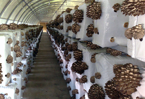 Intensiv metod för odling av ostronsvampar
