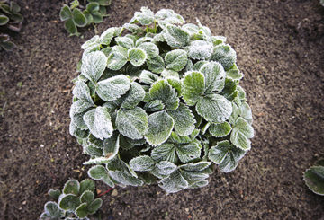 Belukar strawberi Hoarfrost