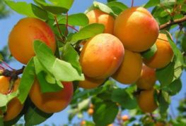 Aprikoser på en gren