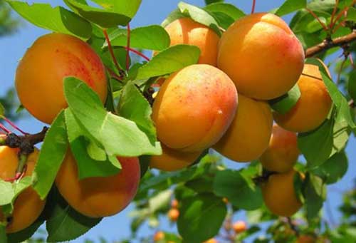 Aprikoser på en gren