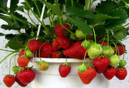 Ampelous strawberries
