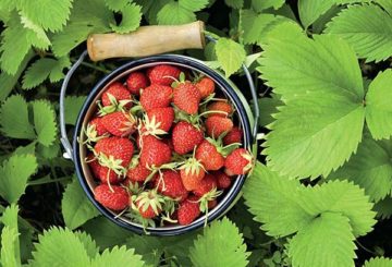 Fraises dans un seau