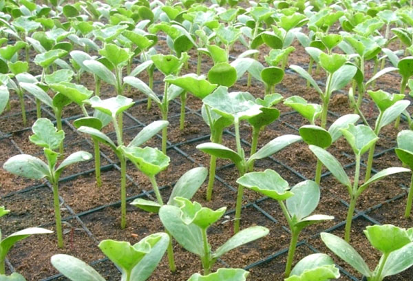 زراعة شتلات البطيخ