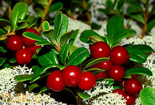 التوت Lingonberry