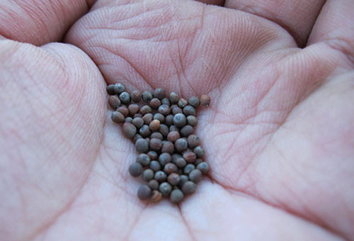 Semințe de conopidă