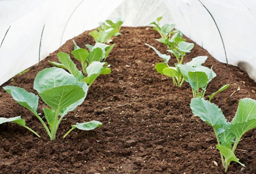 Cauliflower in a greenhouse