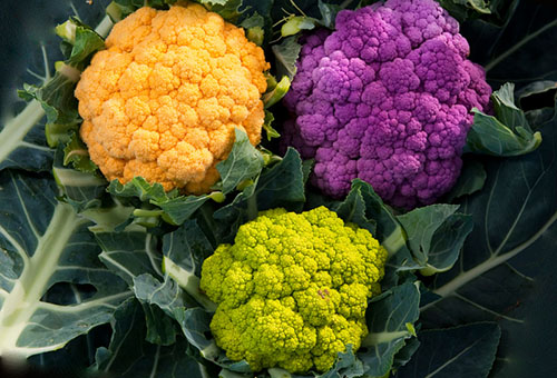 Heads of cauliflower of different colors