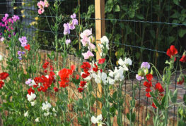 Sweet peas by the fence