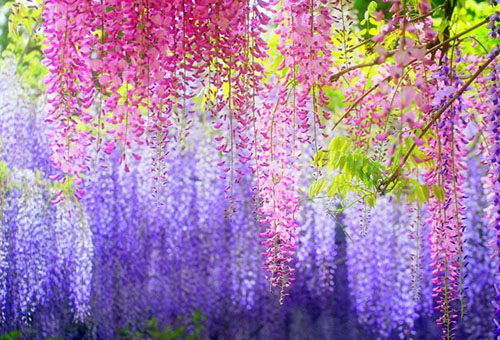 Wisteria bahçesi