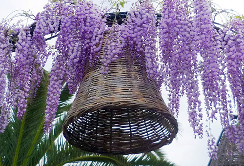 Wisteria i Wicker Bell