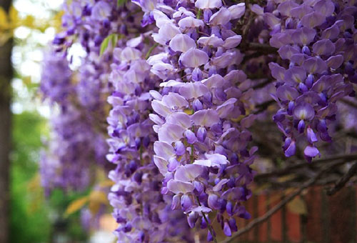 Wisteria bloemen