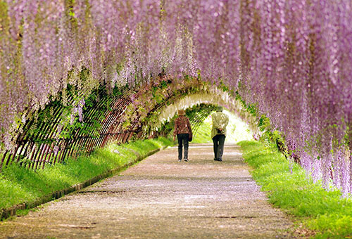 Wisteria sokağı