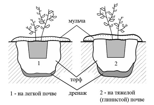 Схема за засаждане на боровинки