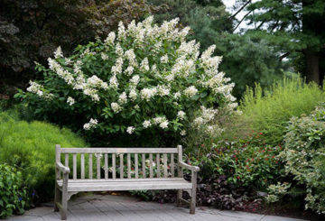 Belukar hydrangea belukar