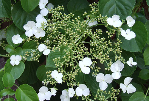 Inflorescência de hortênsia trepadeira