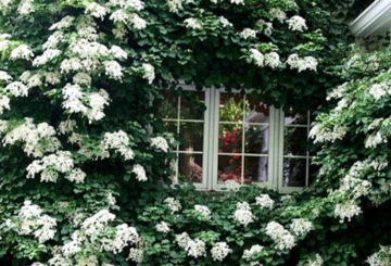 Hortensia grimpant en fleurs