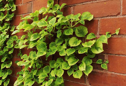 Hortênsia trepadeira na parede da casa