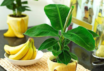 Decoratieve banaan in een pot