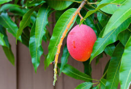 Манго плод
