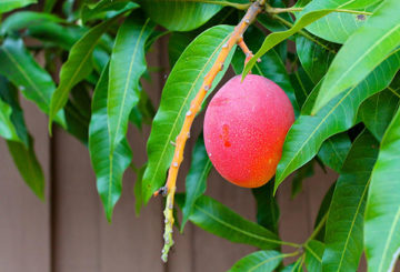 Buah mangga