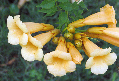 زهور Kampsis
