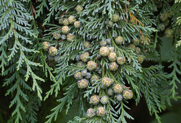 Lawson Elwoodi Cypress Seeds