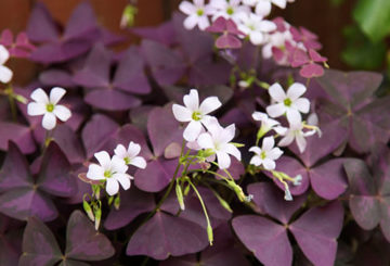 Oxalis de jardim com folhas roxas