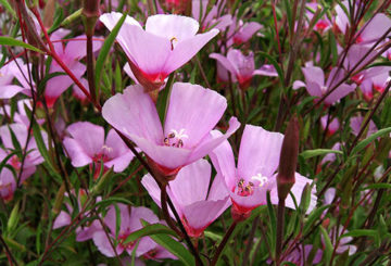 Flores Clarkia