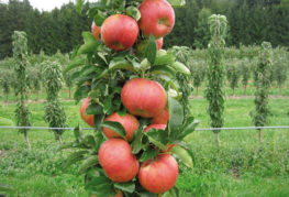 Fructe pe un măr columnar