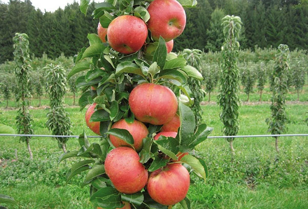 Frukter på ett columnar äpple
