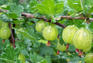 Cawangan Gooseberry