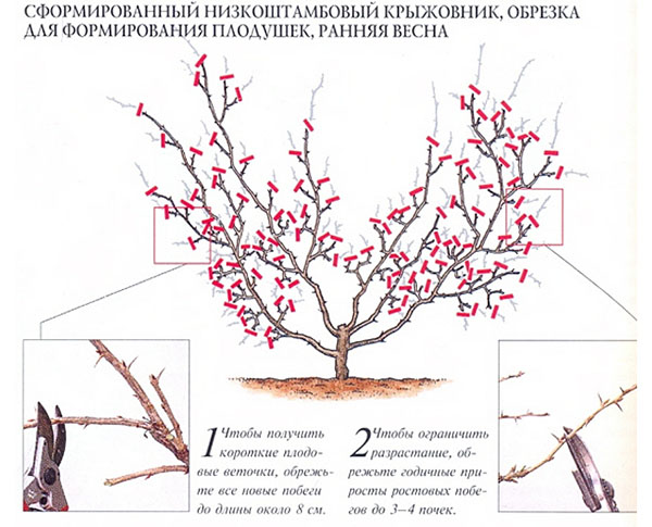 Правила за резитба на цариградско грозде