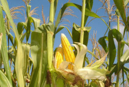 Audzē kukurūzu