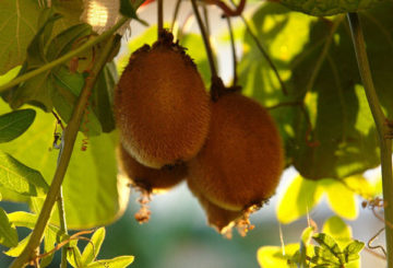 buah kiwi