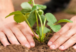 Plantera en buske trädgårdsjordgubbar