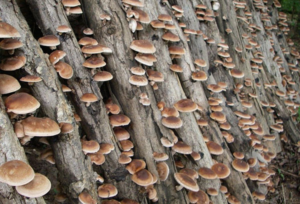 Mushrooms on a wooden palisade