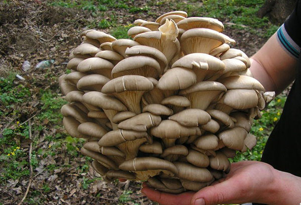 Overgrown oyster mushrooms