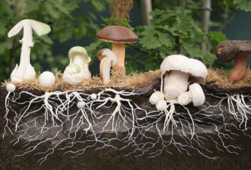 Mushroom mycelium