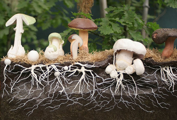 Houbové mycelium