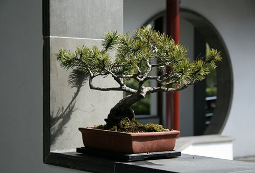 Barrträd bonsai