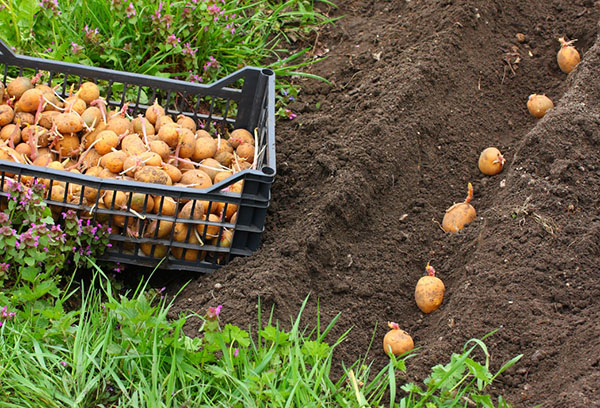 Výsadba brambor