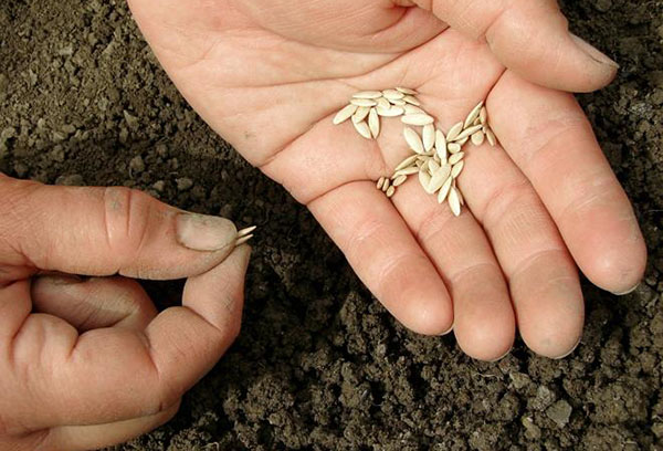 Sadzenie nasion ogórka