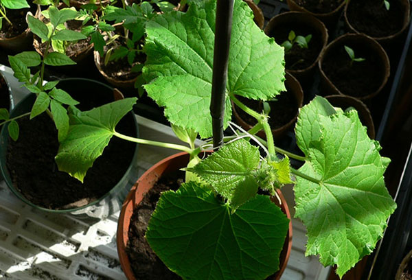 Potted cucumber seedling
