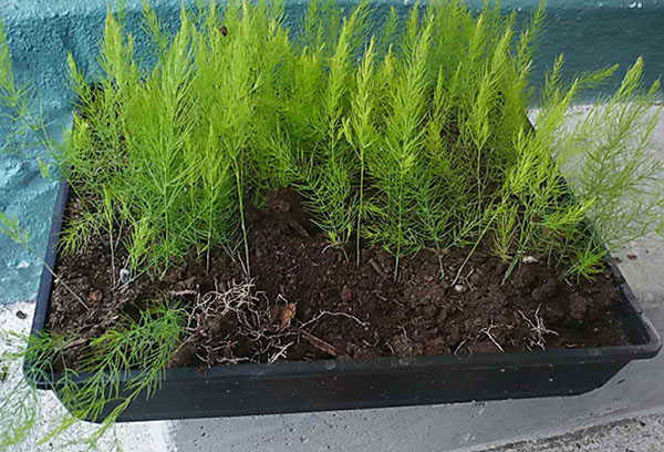 Asparagus seedlings