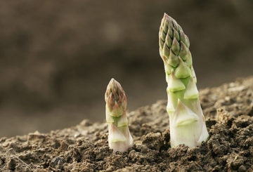 Asparagus di kebun