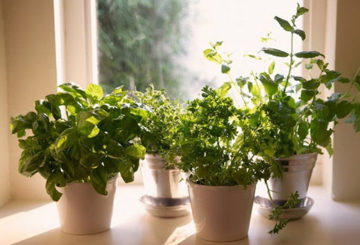 Verduras em vasos