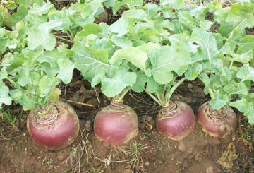 Rutabaga di kebun